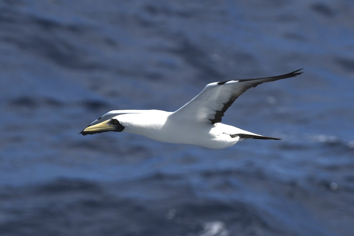 Masked Booby - ML646454273