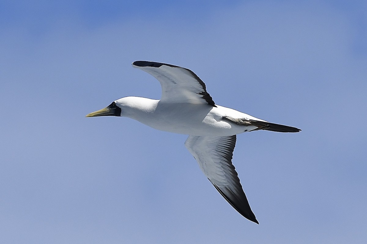 Masked Booby - ML646454274