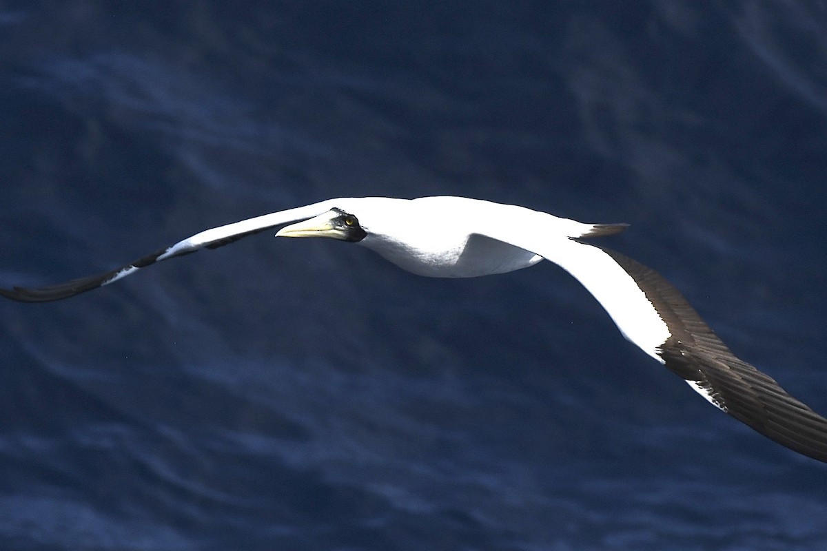 Masked Booby - ML646454275