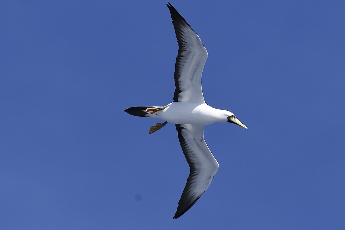 Masked Booby - ML646454277