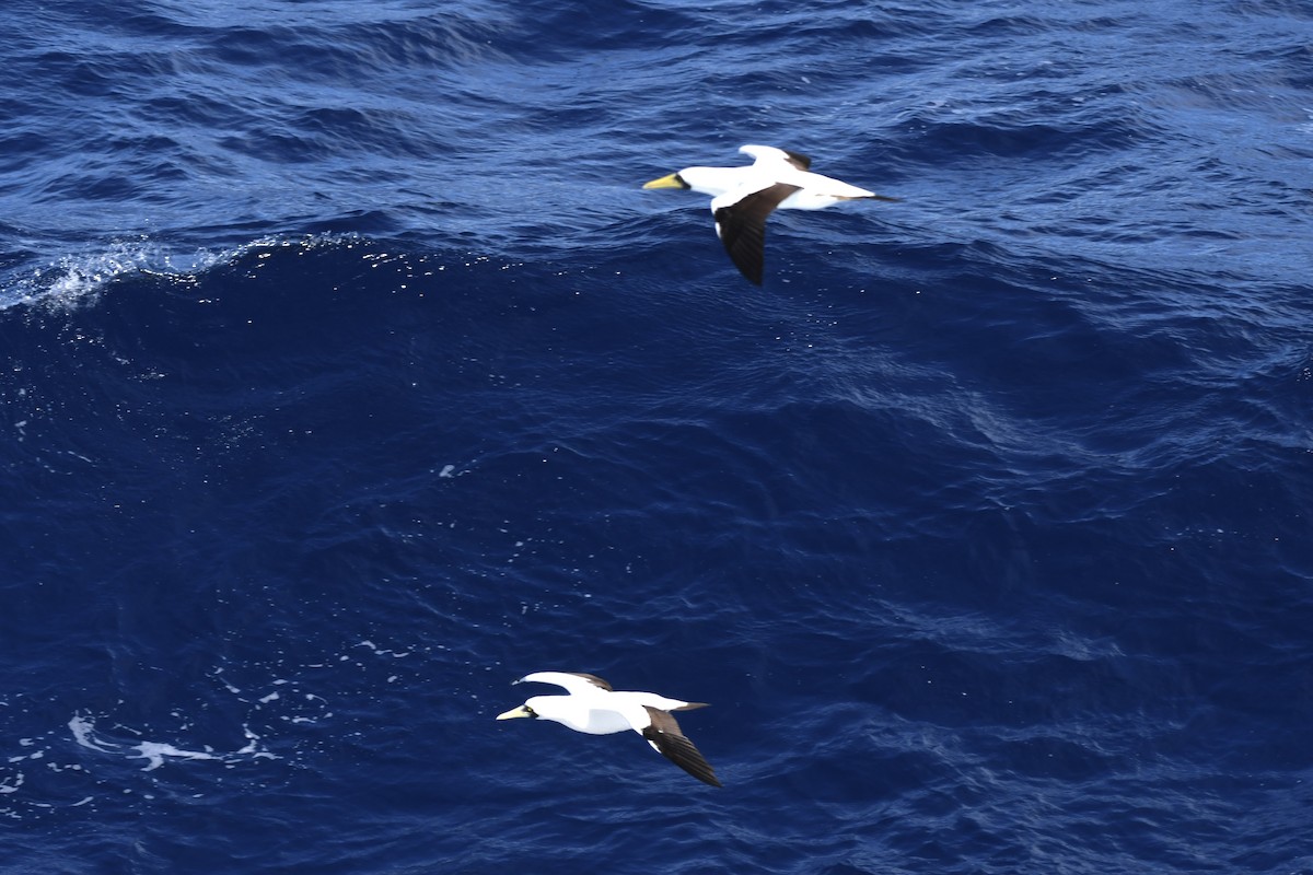 Masked Booby - ML646454278