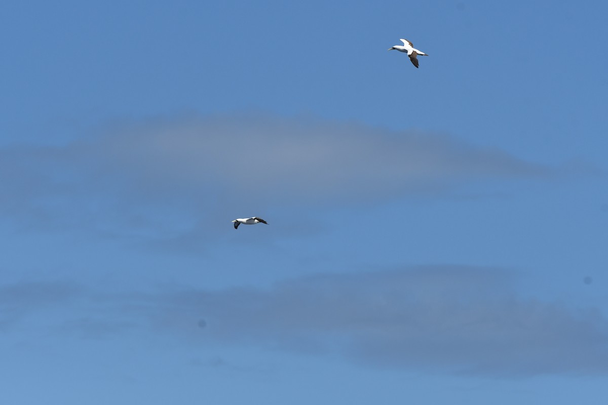 Masked Booby - ML646454279