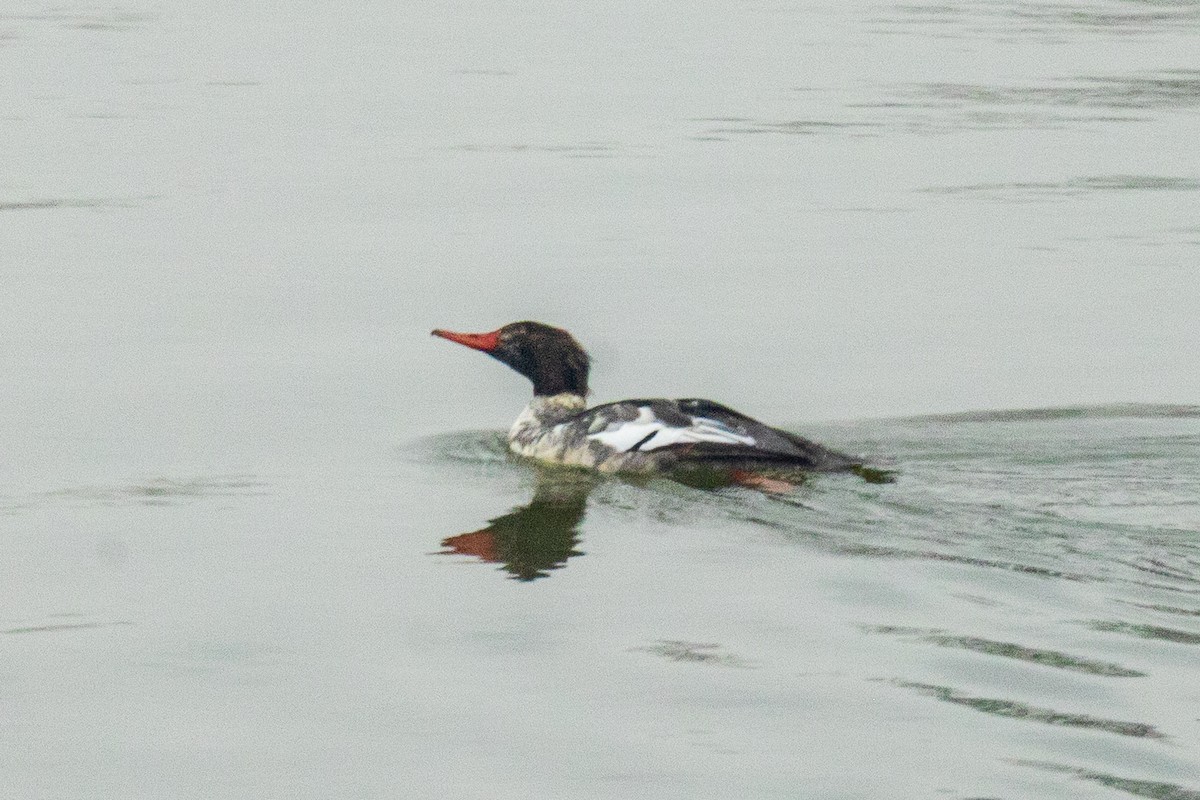 Smergo minore - ML646454284