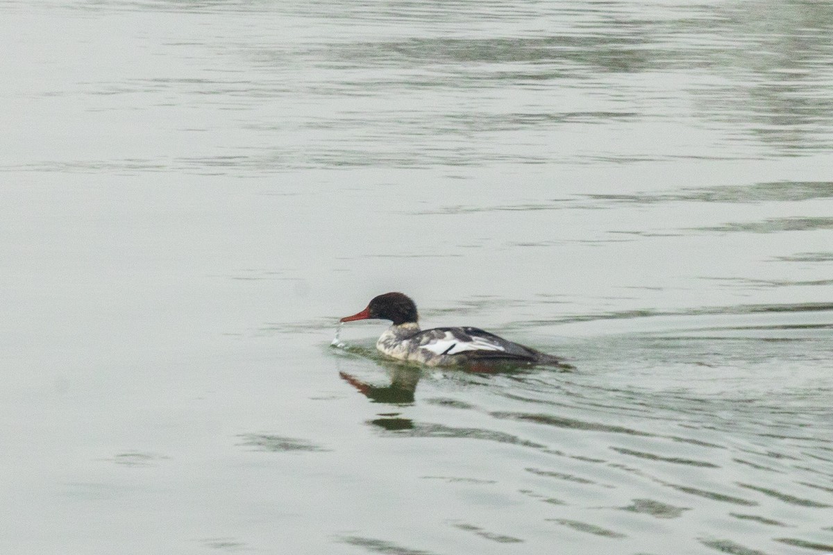 Smergo minore - ML646454285