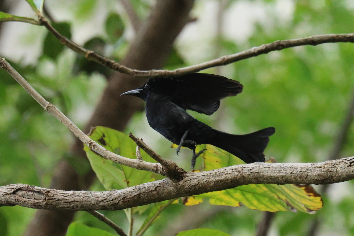 Hair-crested Drongo - ML646454288
