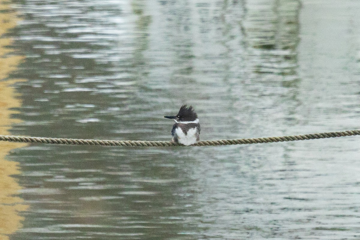 Belted Kingfisher - ML646454289
