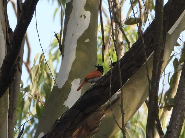 Indian Paradise-Flycatcher - ML646454290