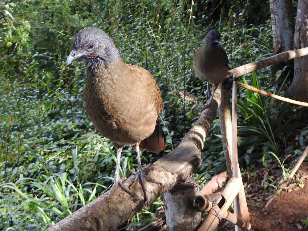 Rufous-vented Chachalaca - ML646454293
