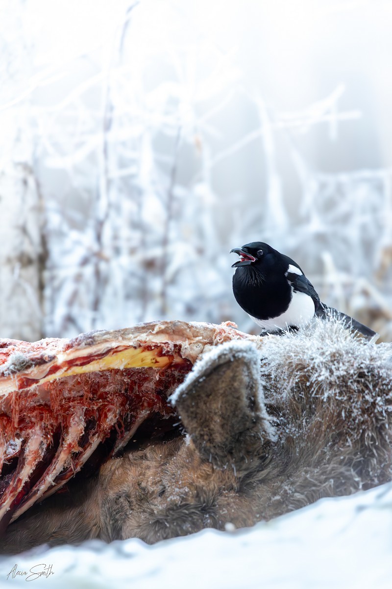 Black-billed Magpie - ML646454297