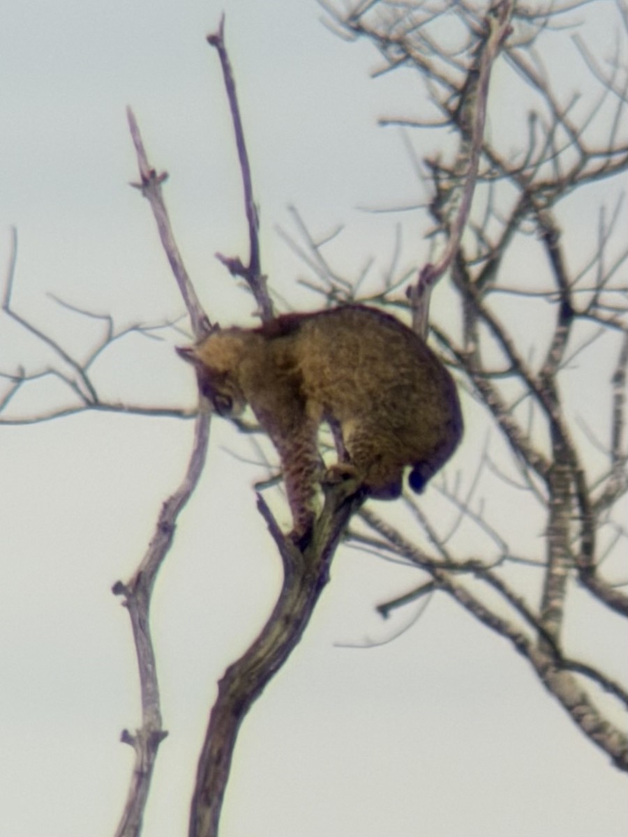 Bobcat - ML646454300