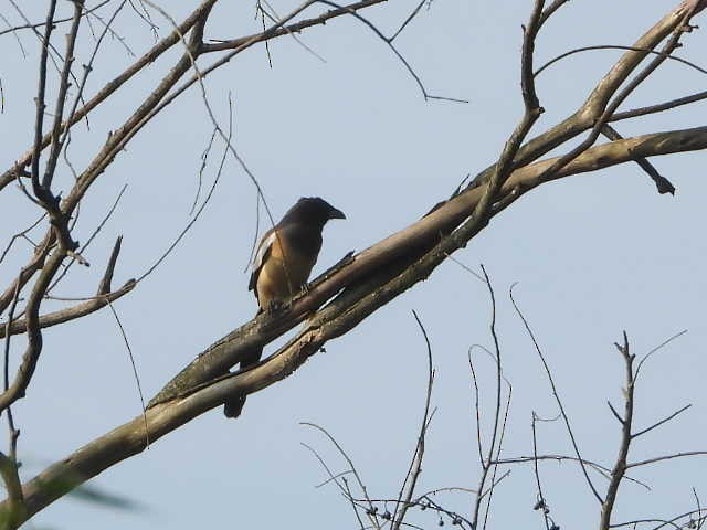 Rufous Treepie - ML646454302