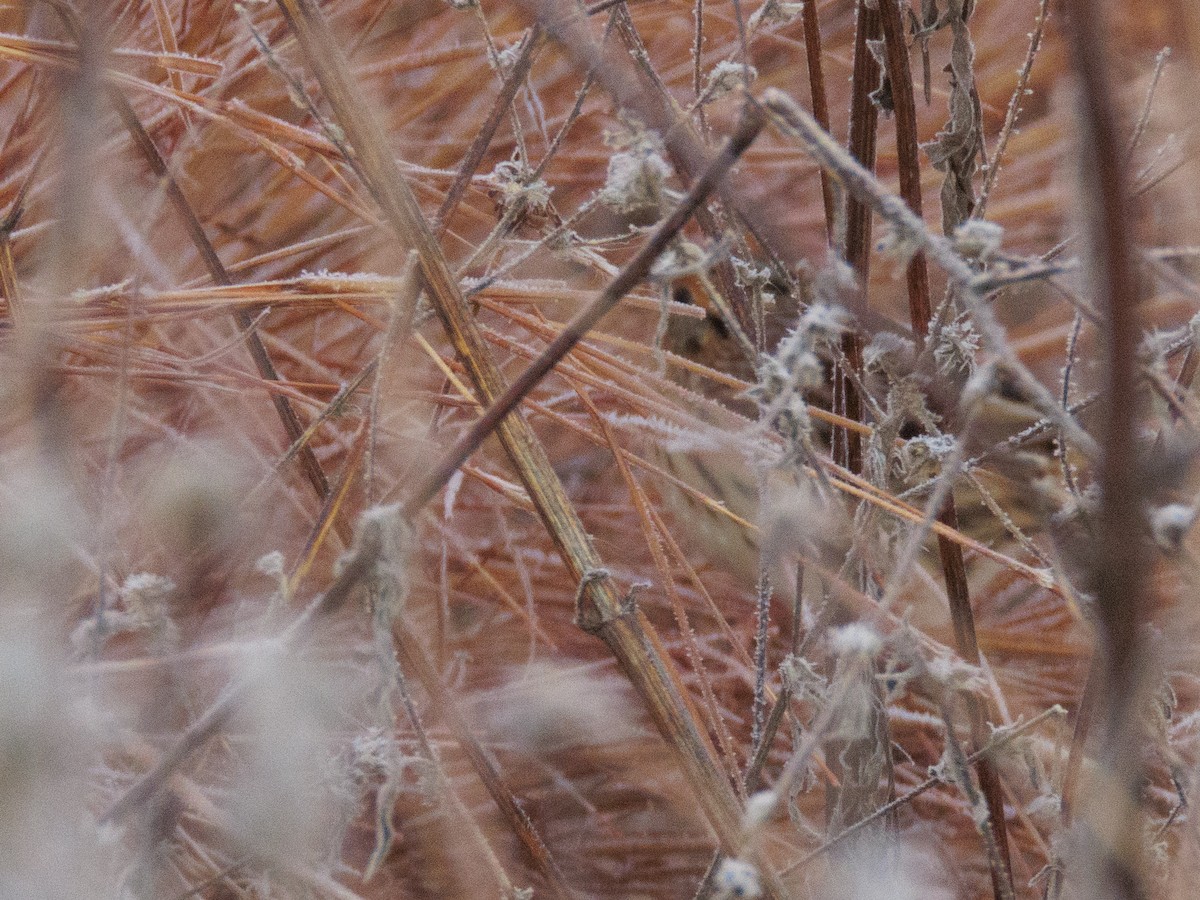 LeConte's Sparrow - ML646454303