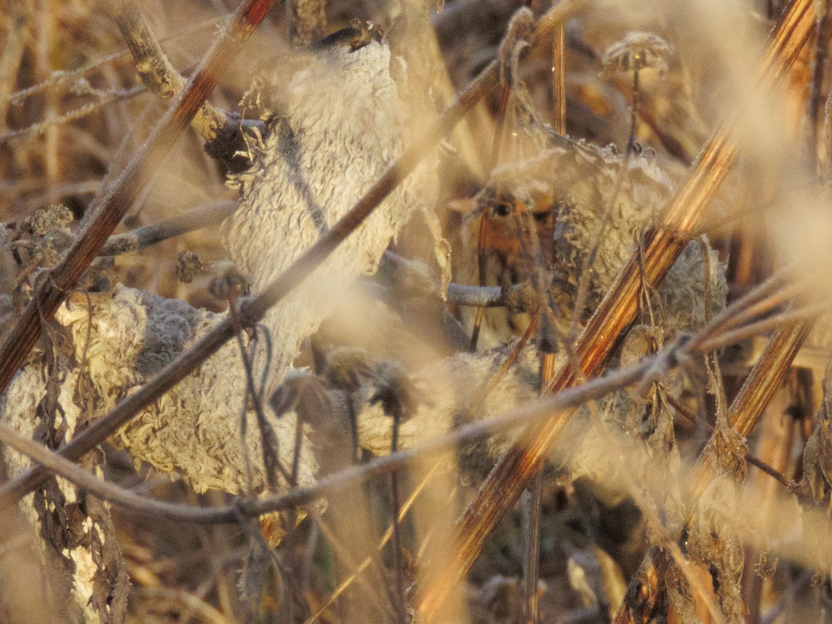 LeConte's Sparrow - ML646454304