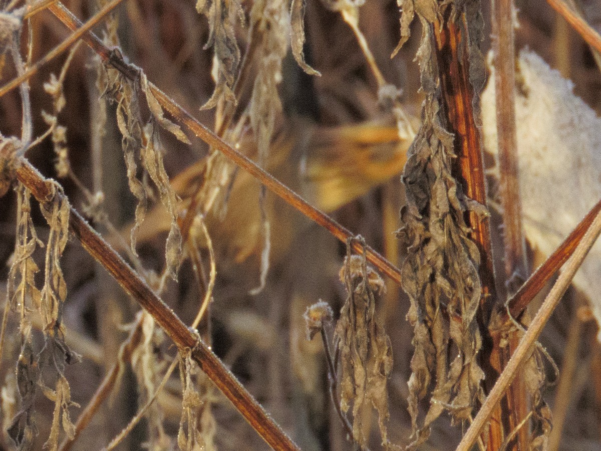 LeConte's Sparrow - ML646454306