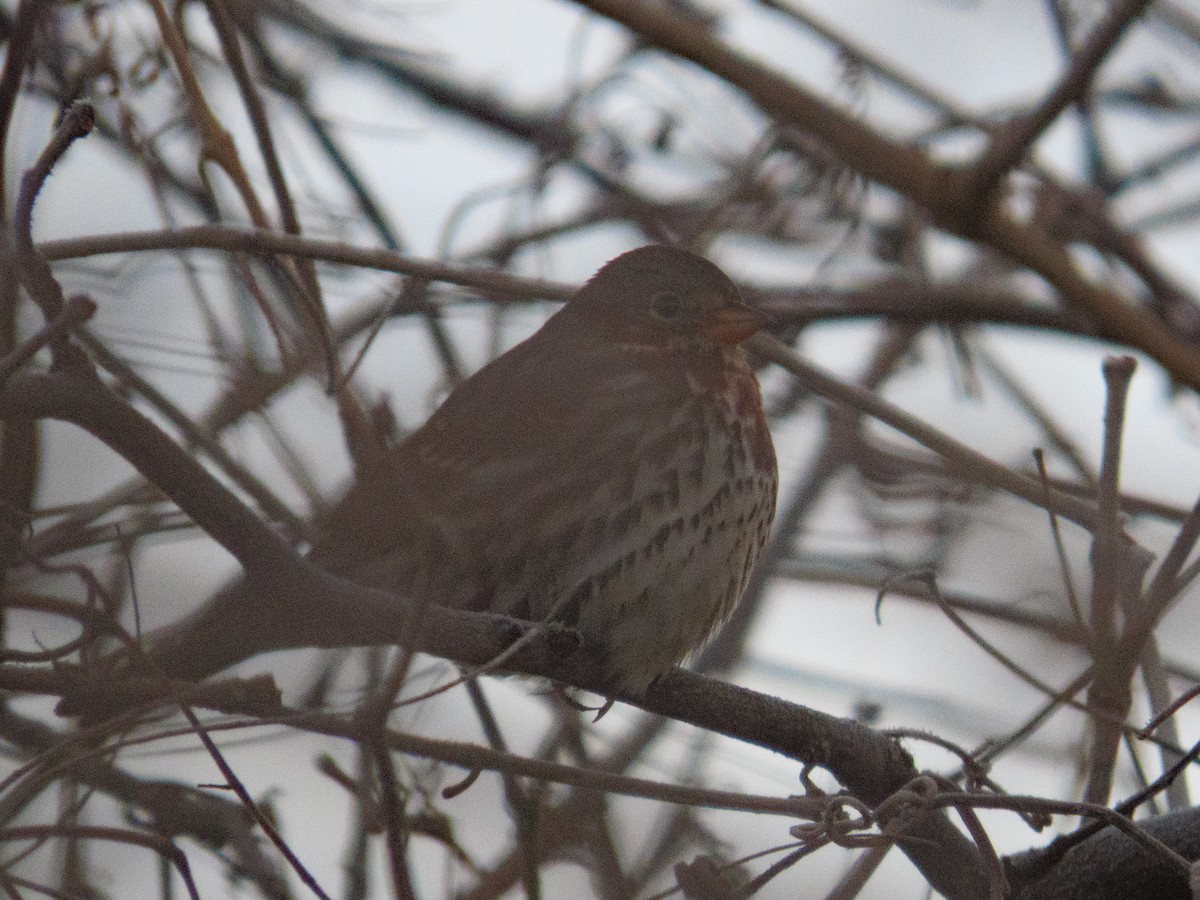 Fox Sparrow - ML646454310