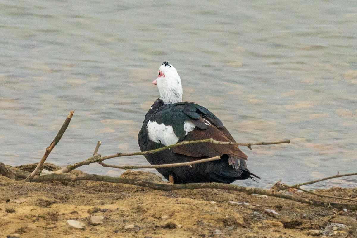 Anatra muta (domestica) - ML646454311