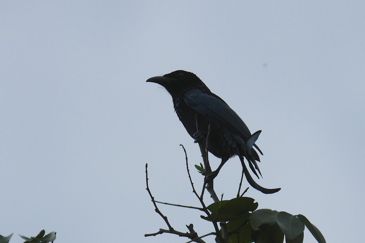 Hair-crested Drongo - ML646454313