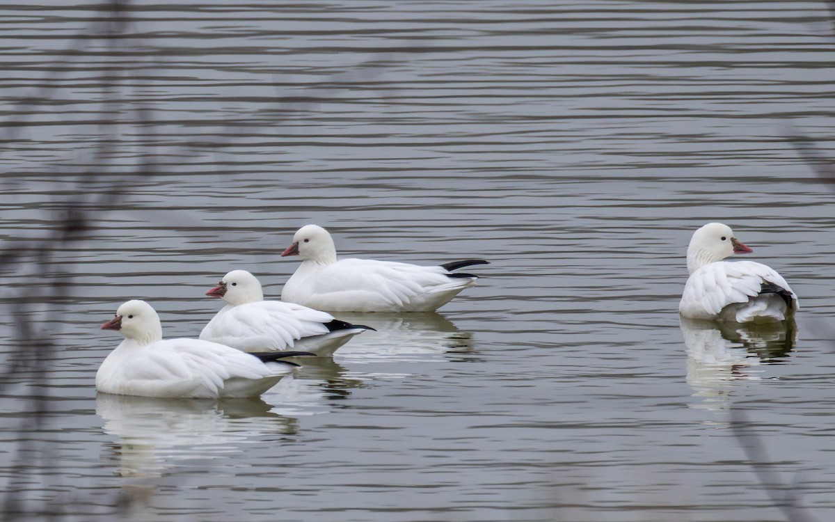 Ross's Goose - ML646454314