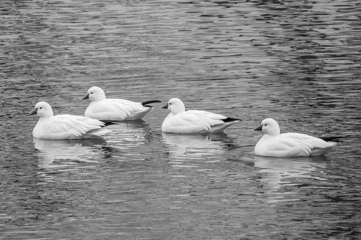 Ross's Goose - ML646454315