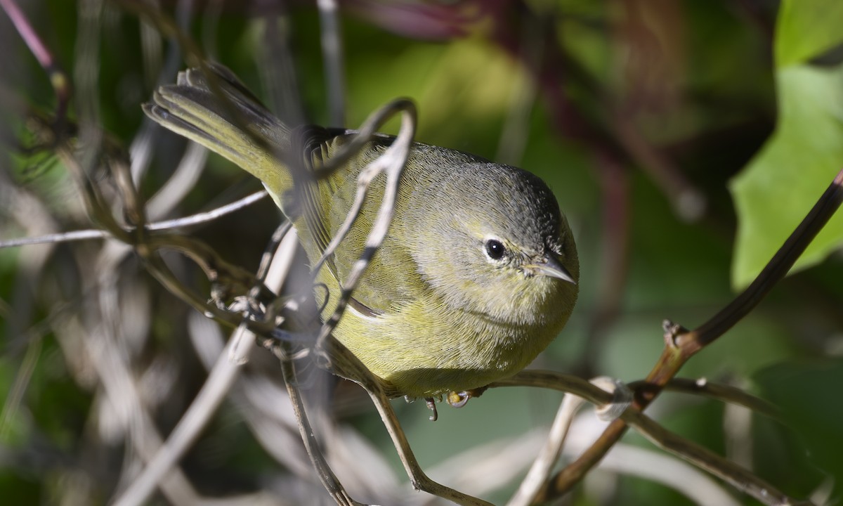 Orange-crowned Warbler - ML646454317