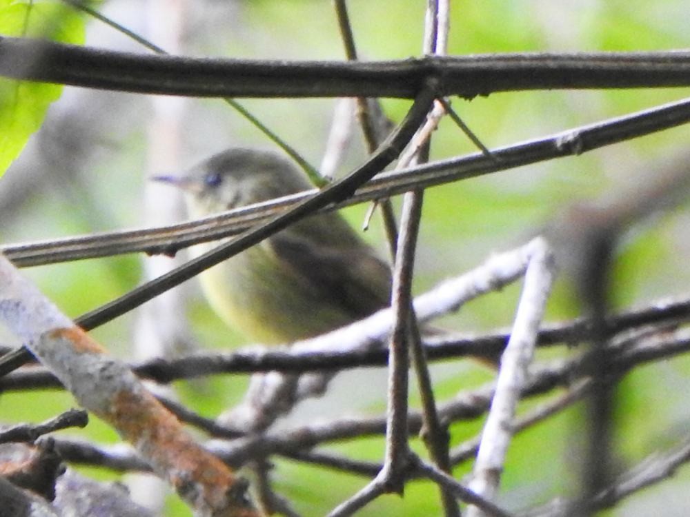 Olive-striped Flycatcher - ML646454327