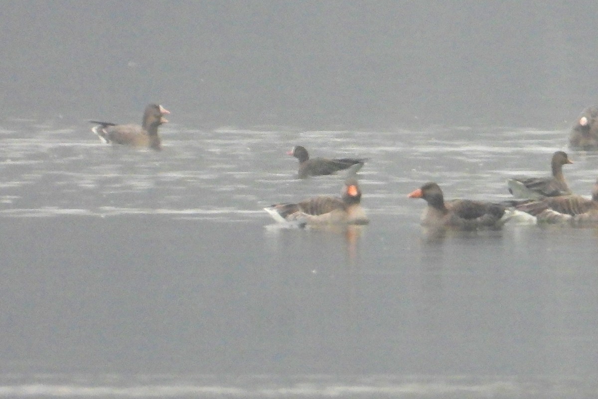 אווז קטן - ML646454328