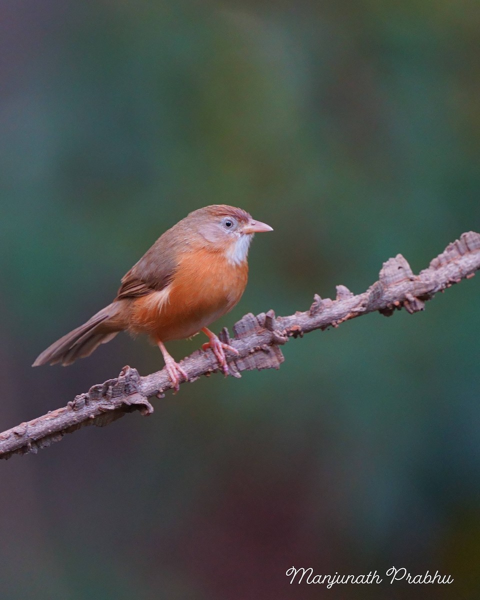 Tawny-bellied Babbler - ML646454332
