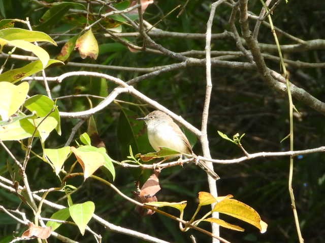 Gray-breasted Prinia - ML646454333
