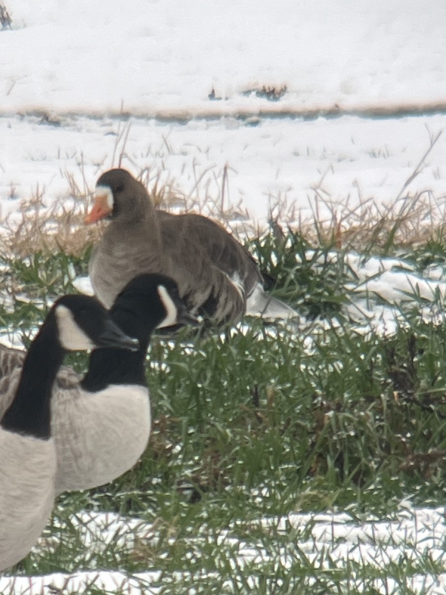 Greater White-fronted Goose - ML646454335