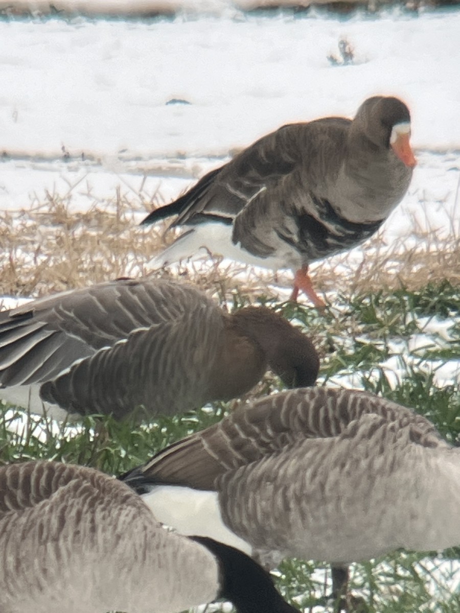 Greater White-fronted Goose - ML646454336