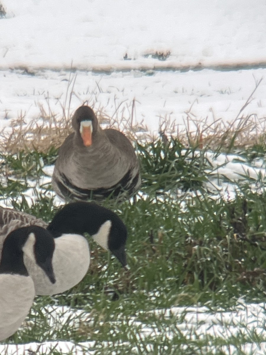 Greater White-fronted Goose - ML646454337