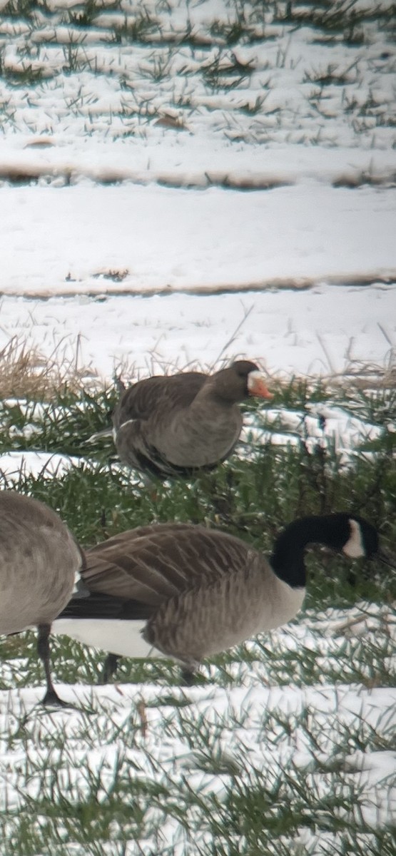 Greater White-fronted Goose - ML646454338