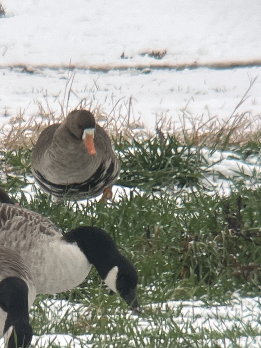 Greater White-fronted Goose - ML646454339