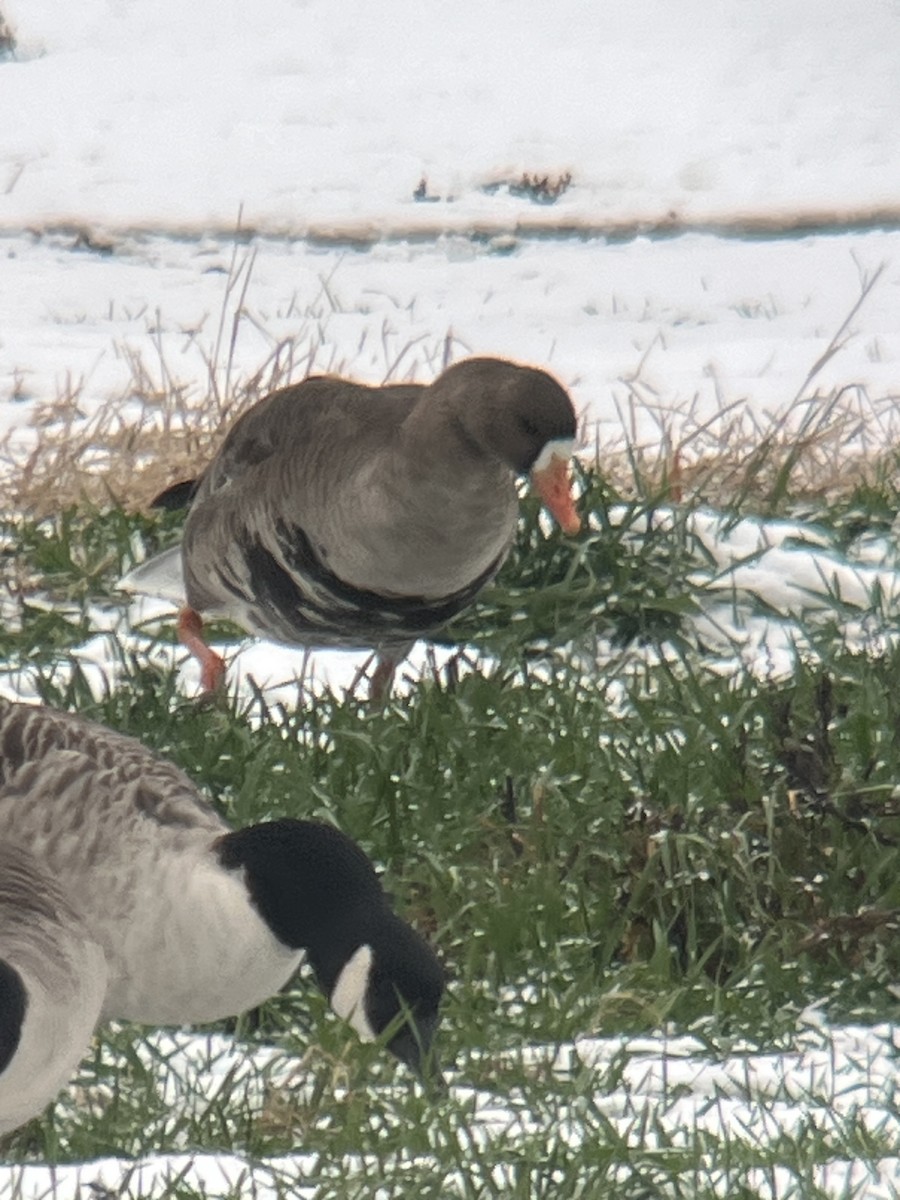 Greater White-fronted Goose - ML646454340