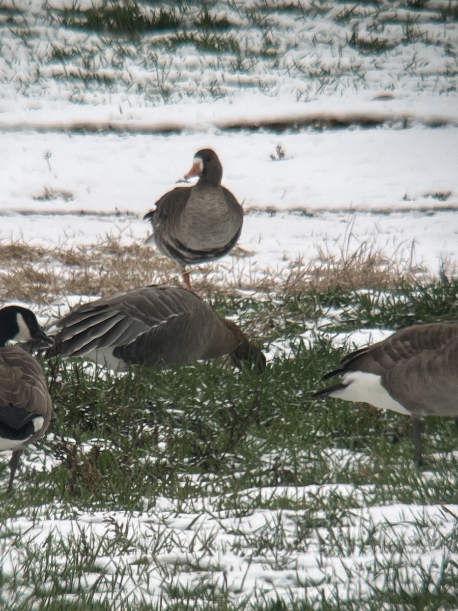 Greater White-fronted Goose - ML646454341