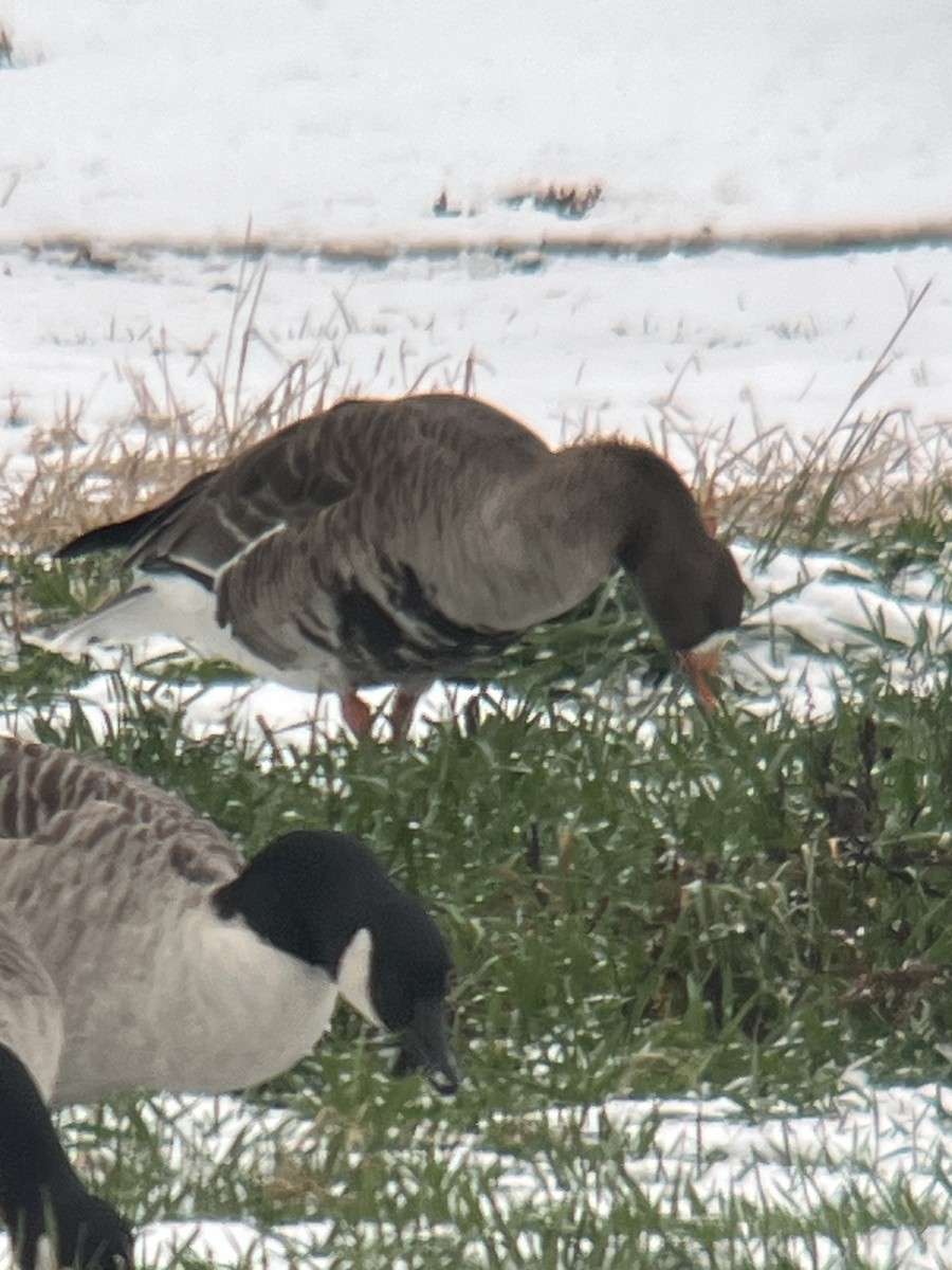 Greater White-fronted Goose - ML646454342