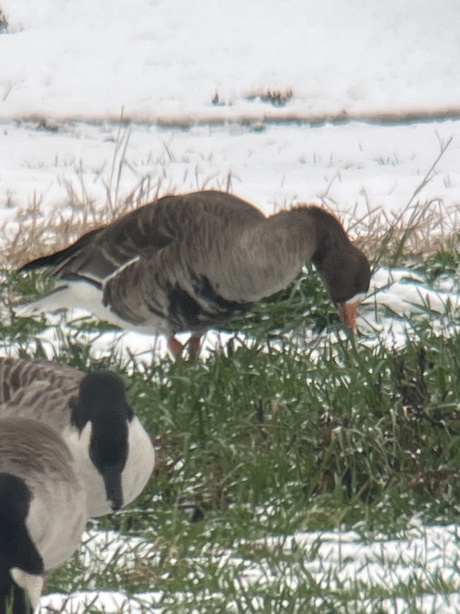 Greater White-fronted Goose - ML646454343