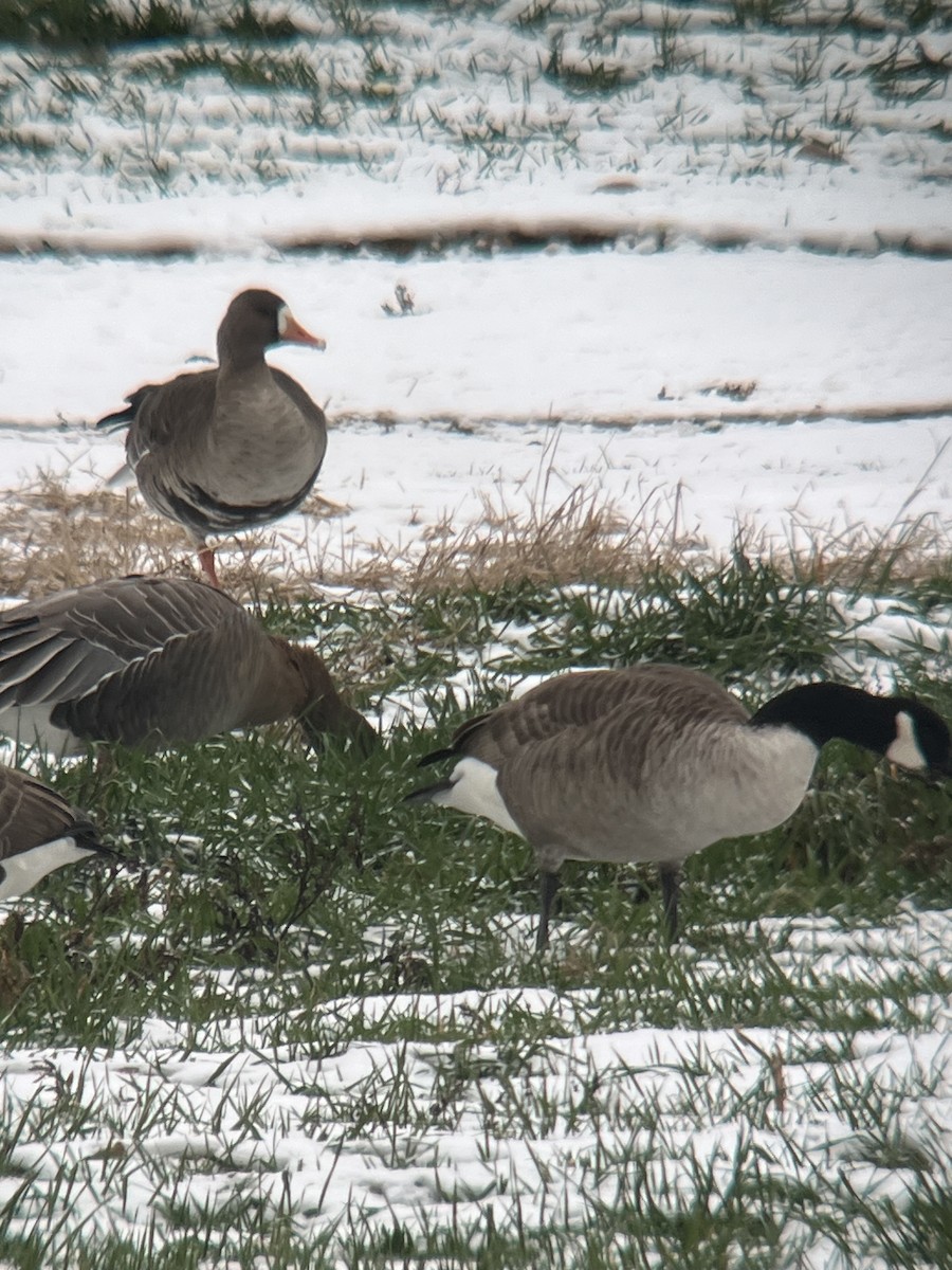 Greater White-fronted Goose - ML646454344