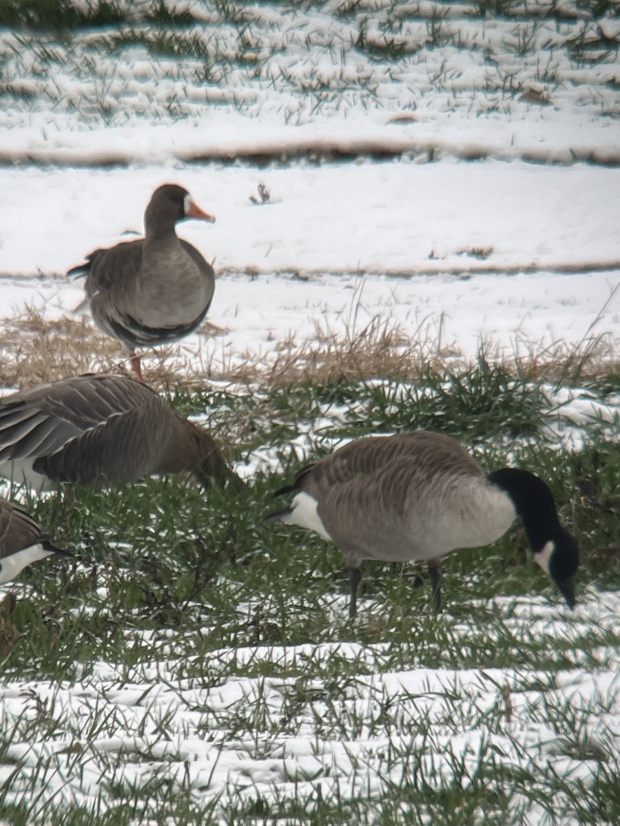 Greater White-fronted Goose - ML646454345