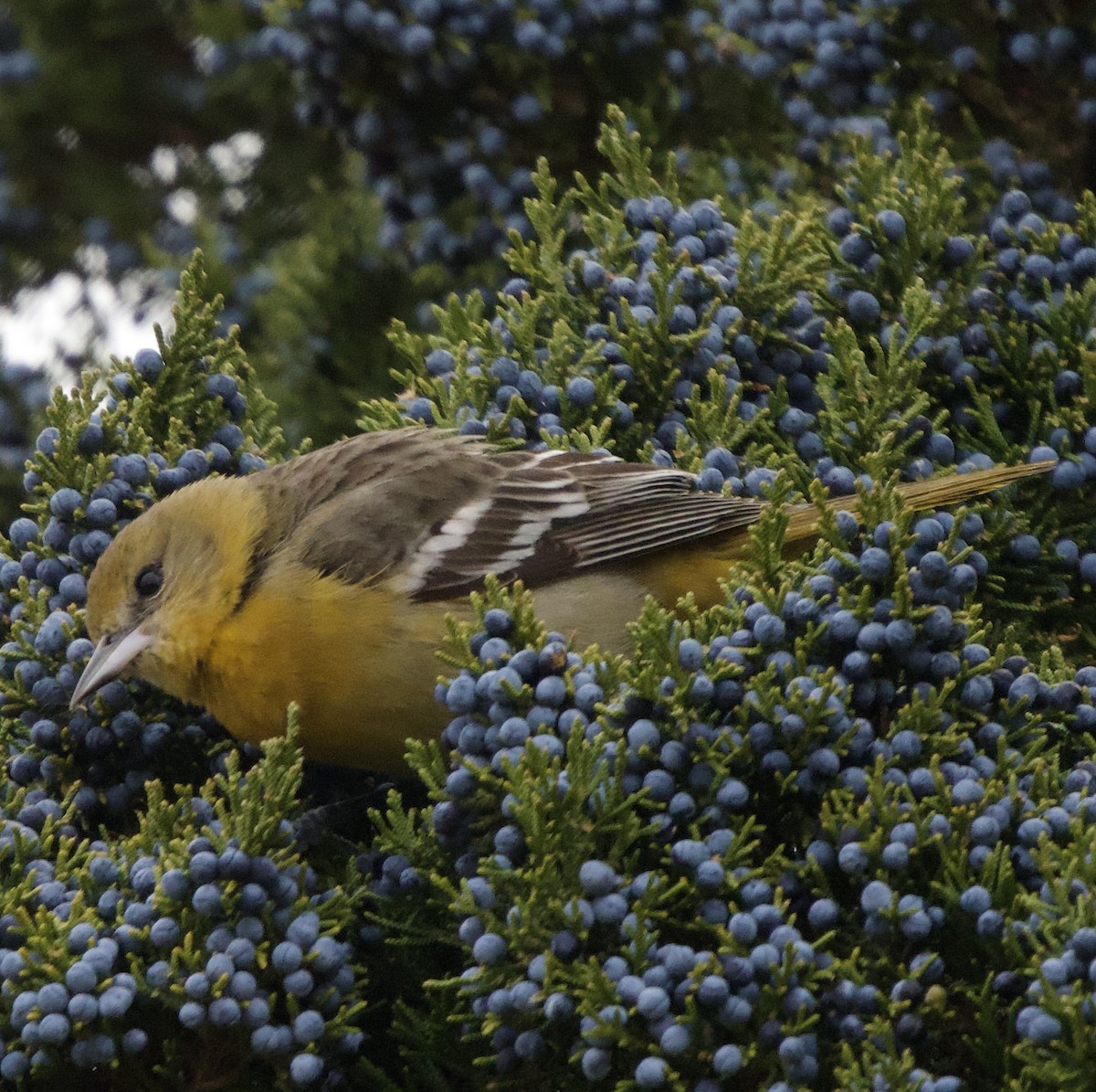 ボルチモアムクドリモドキ - ML646454346