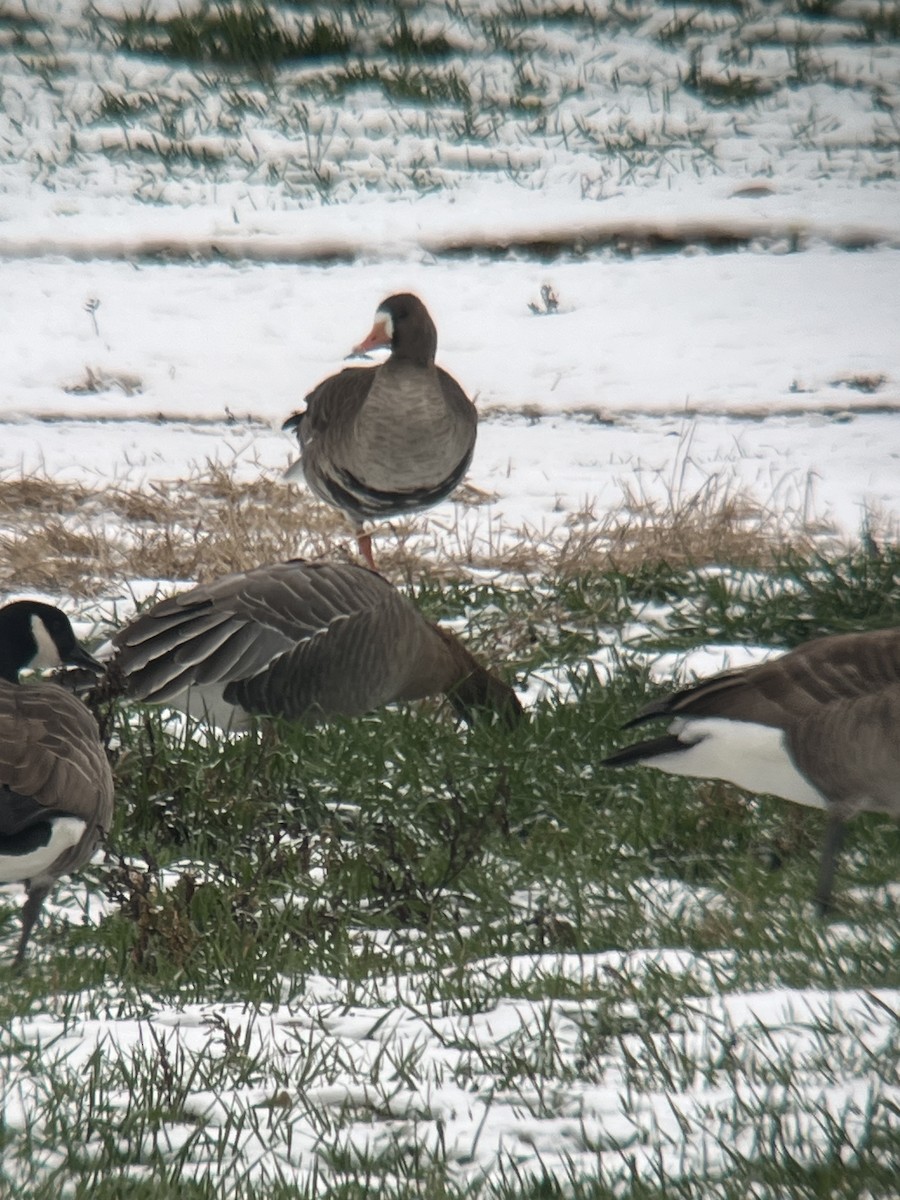 Greater White-fronted Goose - ML646454347