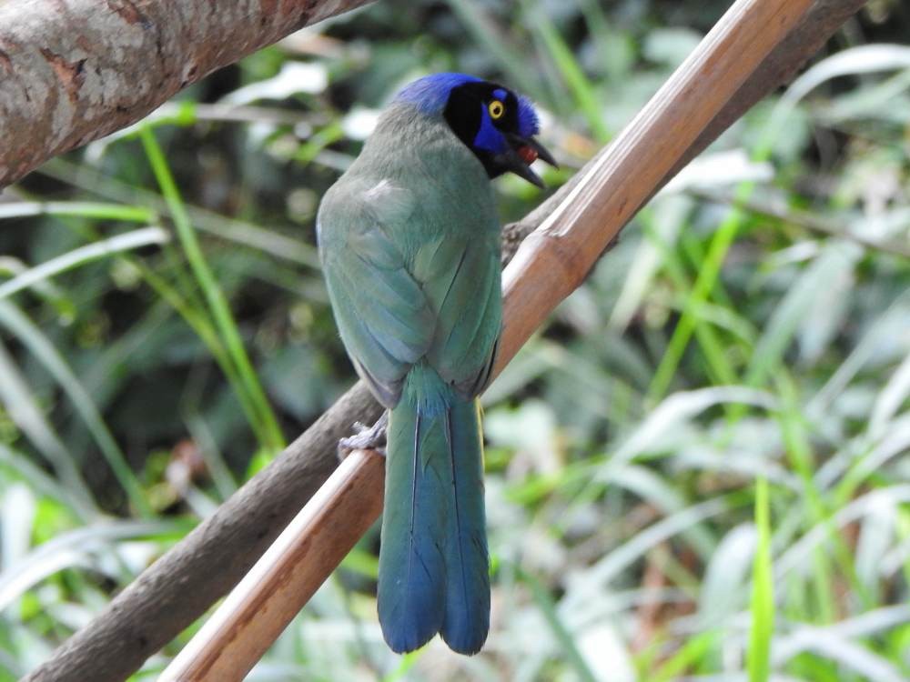 Yeşil Karga - ML646454349