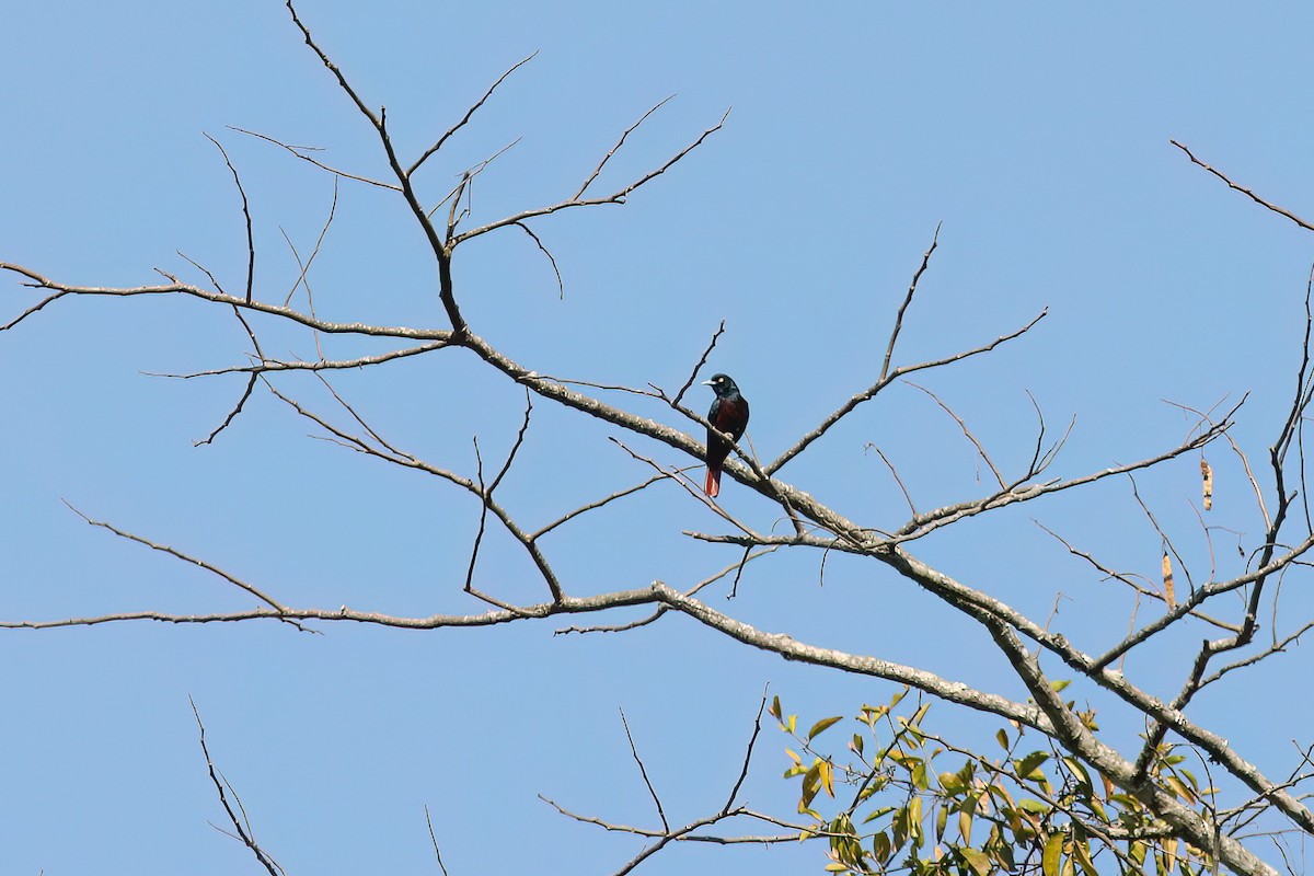 Maroon Oriole - ML646454352