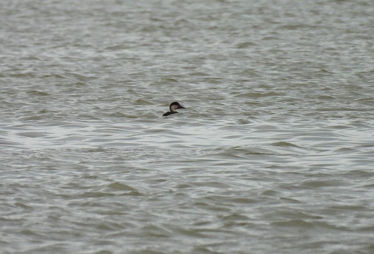 Common Scoter - ML646454363