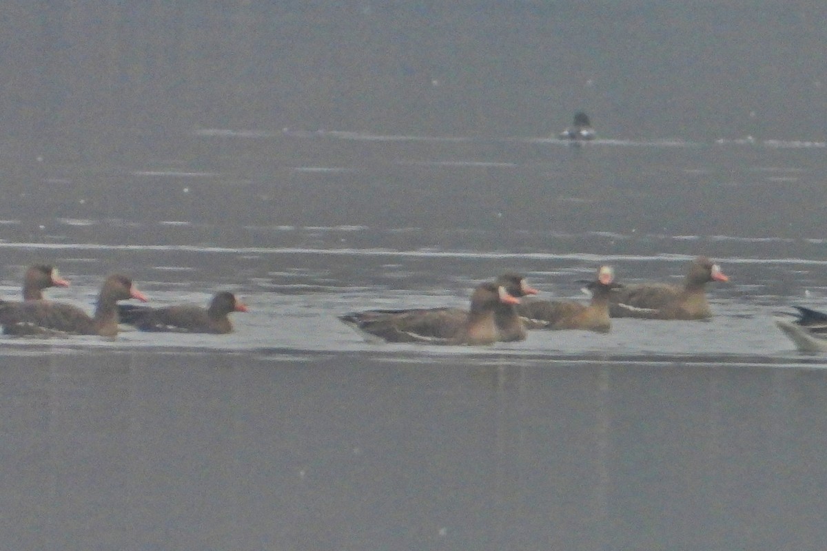 אווז קטן - ML646454364