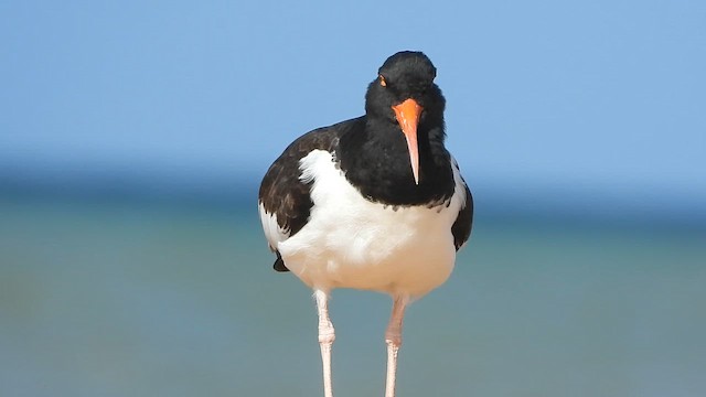 American Oystercatcher - ML646454367