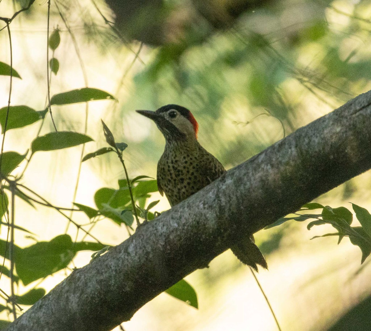 Green-barred Woodpecker - ML646454369