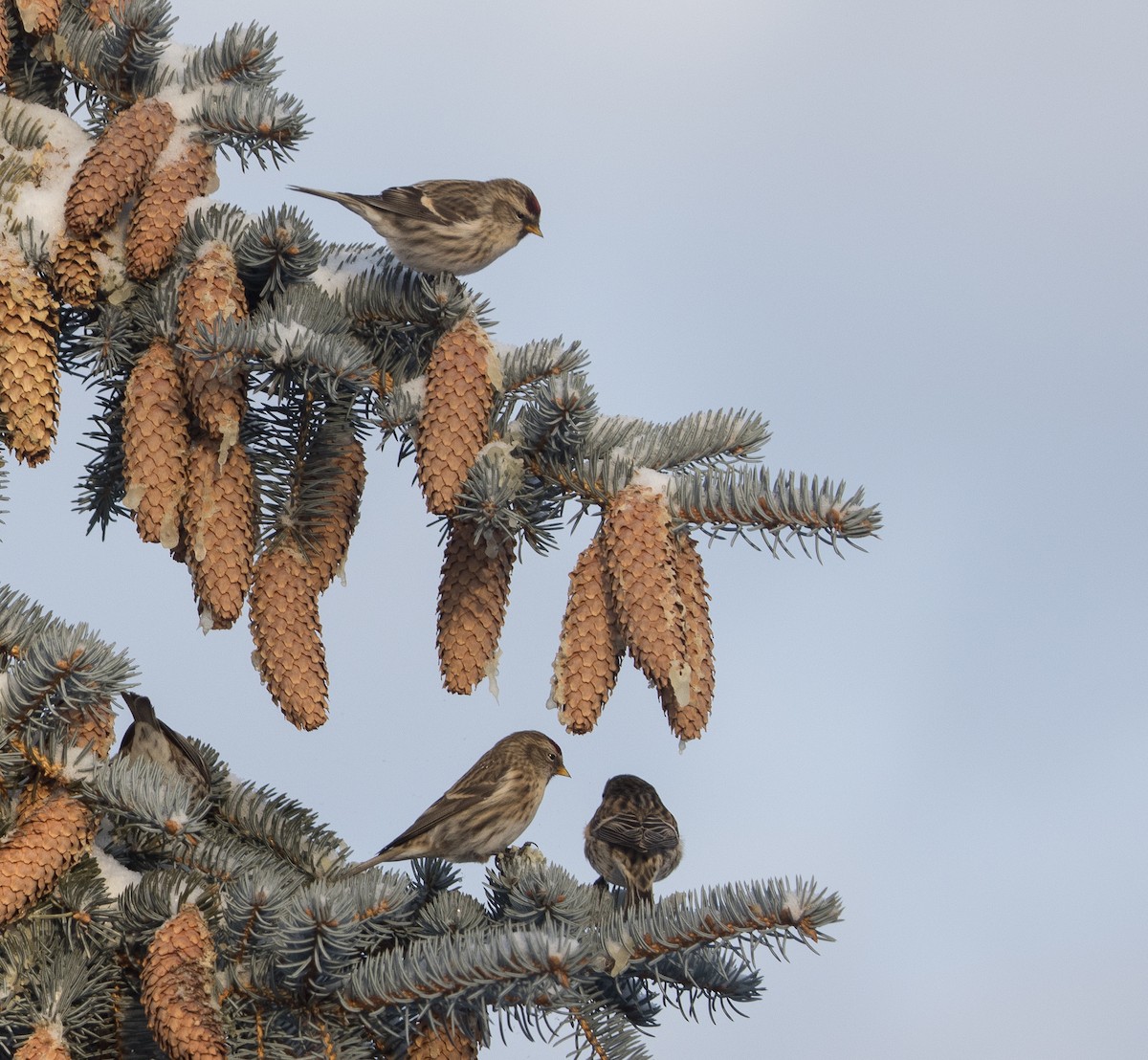 Дөлөн цэгцүүхэй - ML646454374