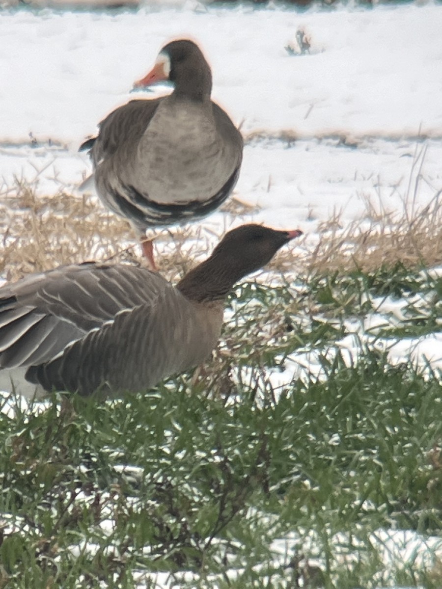 Pink-footed Goose - ML646454376