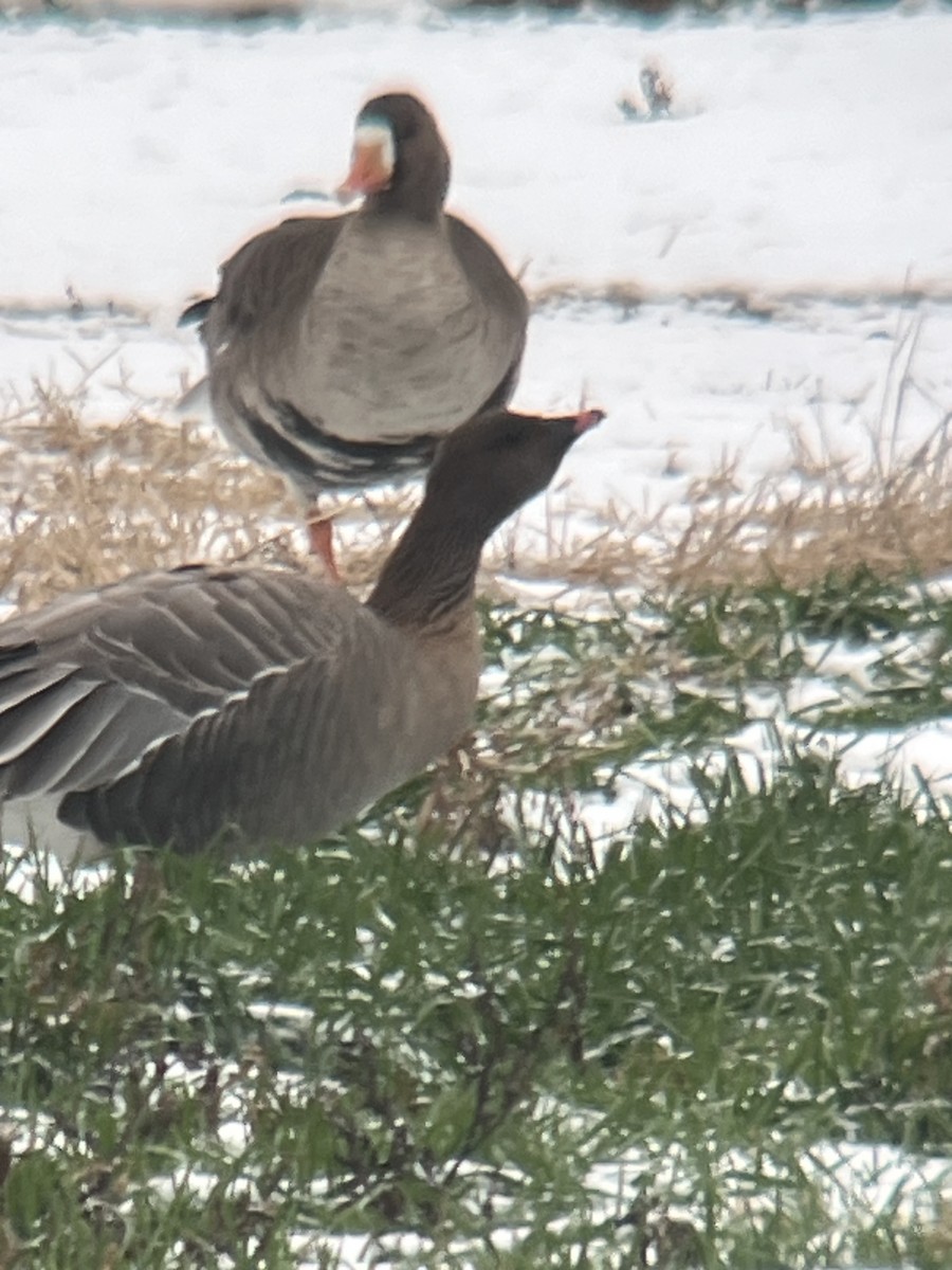 Pink-footed Goose - ML646454377